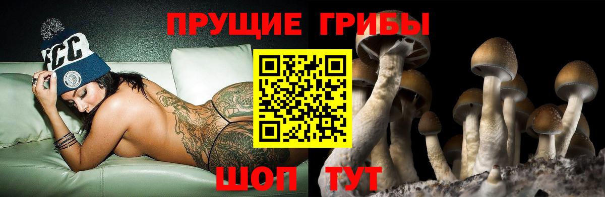 Кировск  Псилоцибиновые грибы Psilocybe  Вход с VPN 